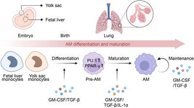 Alveolar macrophages in pulmonary alveolar proteinosis: origin, function, and therapeutic strategies